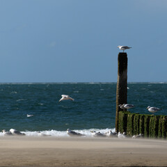 seagulls on the pier