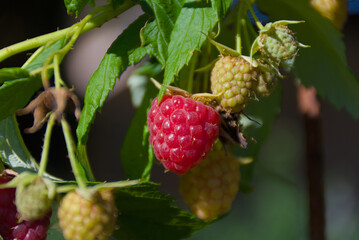 Vibrant red raspberry on the vine, bursting with life, surrounded by lush green foliage and unripe berries. Capturing the fresh, organic feel of summer harvest. Perfect for food, health, and nature co