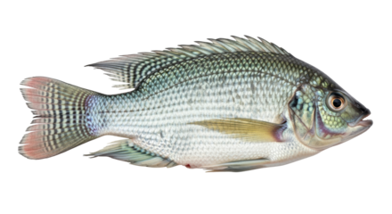Isolated tilapia fish
