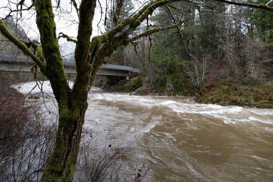 Moss covered tree before bridge and swollen river rapids following severe rain, Pacific Northwest flooding, horizontal aspect