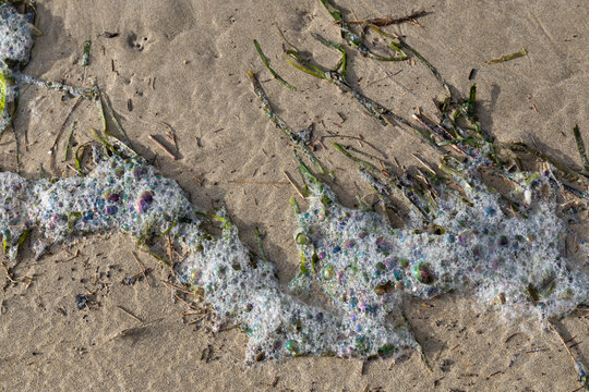 Foam covered seaweed on a sandy beach, oily multicolored bubbles, environmental background, horizontal aspect