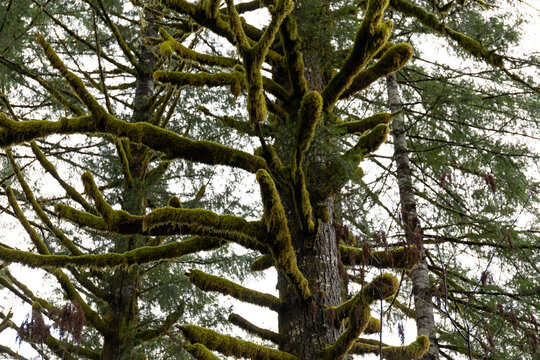 View looking up through trees covered deeply in moss, Oregon Pacific Northwest landscape on a cold winter day, horizontal aspect