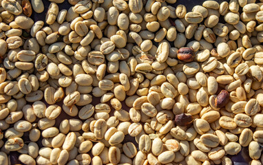 A detailed view of raw coffee beans spread out in Popayan, Cauca, Colombia, showcasing their unique textures and colors.