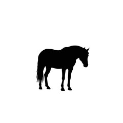Calm horse standing still, head bowed - simple black silhouette icon.