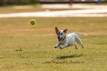 Dog playing with tennis ball