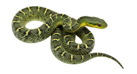 Isolated Green Pit Viper