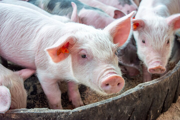 A group of adorable piglets resting in a pen in Popayán, Cauca, Colombia, showcasing the charm of rural life. © Jhampier Giron