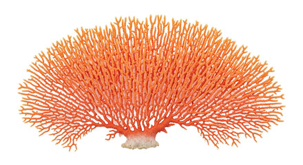 Isolated Coral