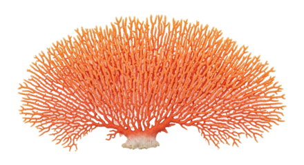 Isolated Coral