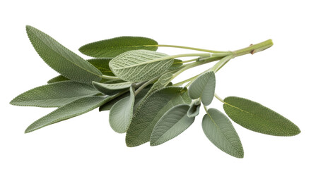 Isolated Fresh Sage Herb Branch