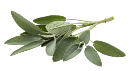 Isolated Fresh Sage Herb Branch