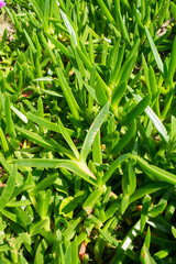 Carpobrotus acinaciformis, invasive species in Florianopolis, Brazil
