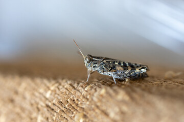 A close-up view of a grasshopper perched on a textured surface, showcasing its intricate patterns and colors. The insect is positioned to the side, highlighting its antennae and body structure.