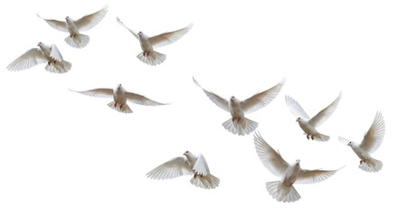 Isolated Flock of White Doves