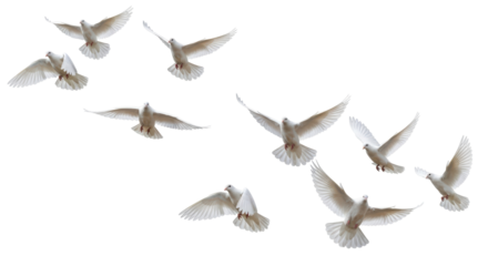 Isolated Flock of White Doves