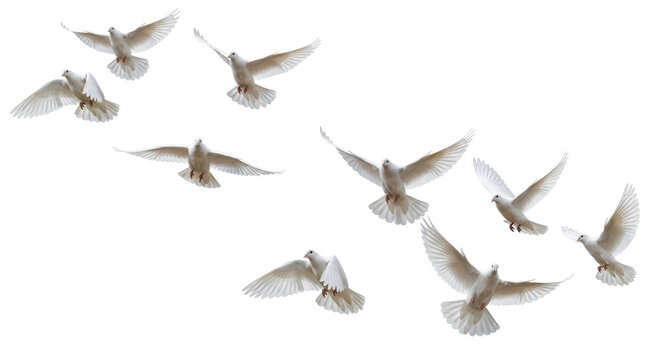 Isolated Flock of White Doves