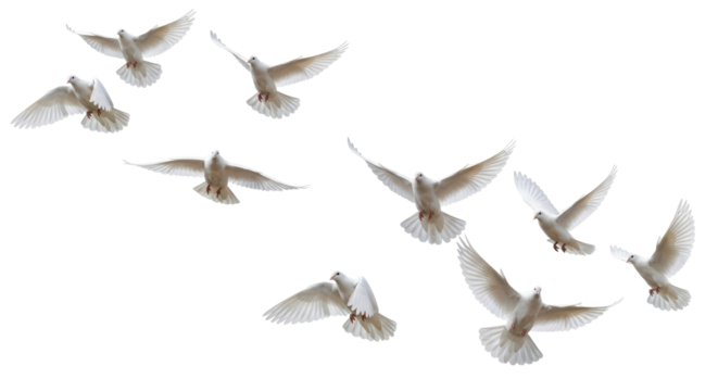 Isolated Flock of White Doves