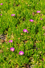 Carpobrotus acinaciformis, invasive species in Florianopolis, Brazil