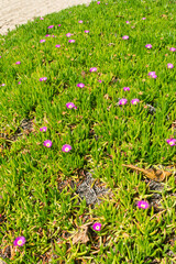 Carpobrotus acinaciformis, invasive species in Florianopolis, Brazil