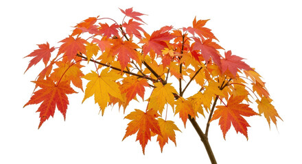 Isolated Autumn Maple Tree Branch
