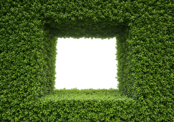 A square opening in a dense green hedge, isolated on transparent background