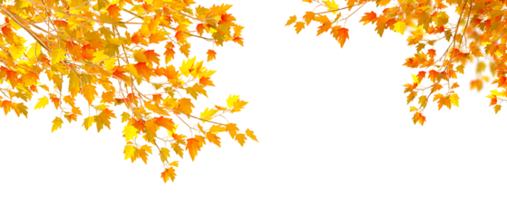 yellow autumn leaves background on transparent