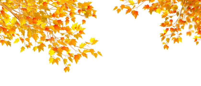 yellow autumn leaves background on transparent