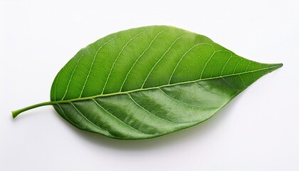 Obraz premium green leaf isolated on white background simple natural closeup
