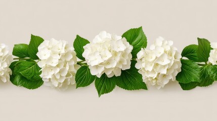 Elegant White Hydrangea Flowers with Lush Green Leaves on a Neutral Background for Floral Decorations and Arrangements