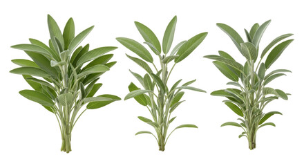 Isolated sage, aromatic spice