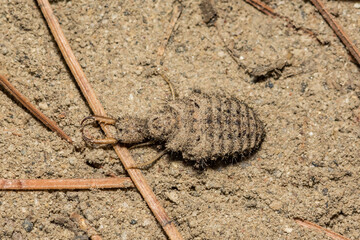 A close up of an Antlion Larva