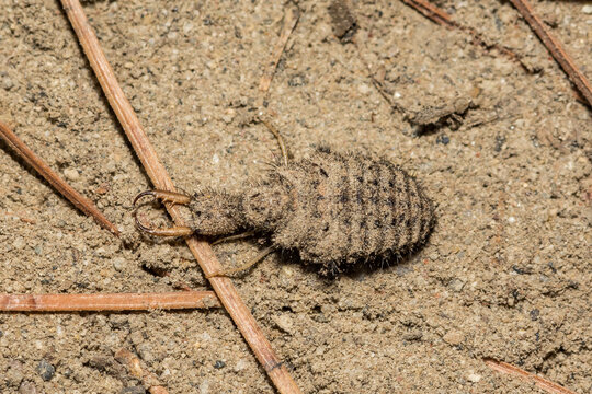 A close up of an Antlion Larva
