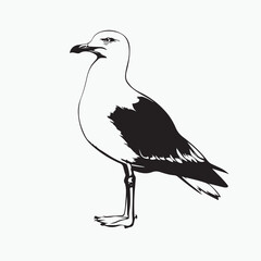 seagull on a white background