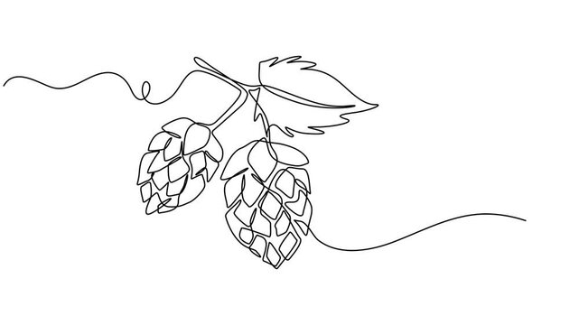 Hop herb and spikelet continuous one line drawing animation, Hop herb and spikelet animation continuous one line drawing, Essential restaurant bar icon hops concept thin line style - editable stroke