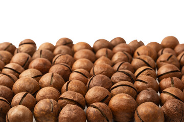 Macadamia nuts in a shell isolated on a white background.
