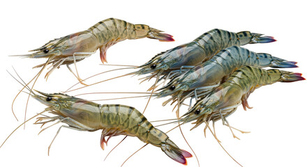 Isolated shrimps, sea food