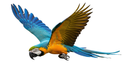 Isolated macaw, flying bird