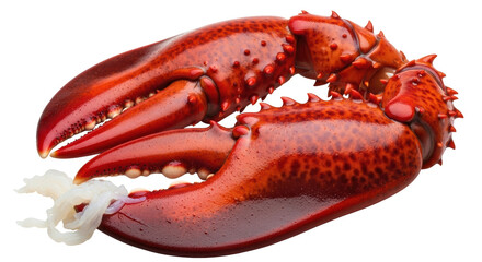 Isolated Lobster Claw