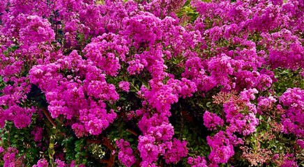 Fototapeta premium field of flowers