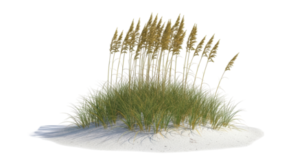 Isolated Beach Grass