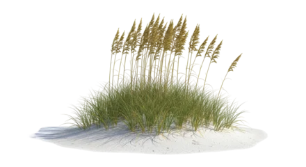 Papier peint photo Herbes des dunes Isolated Beach Grass  © Sergiu