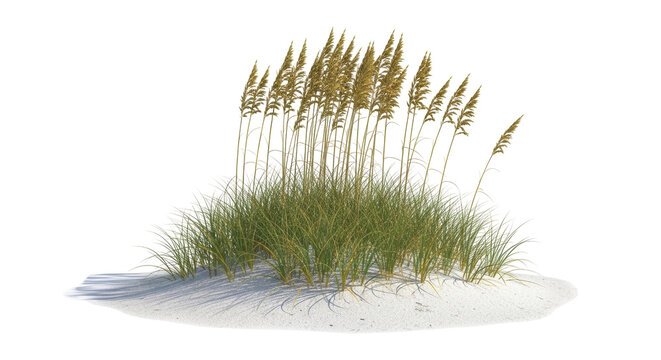 Isolated Beach Grass