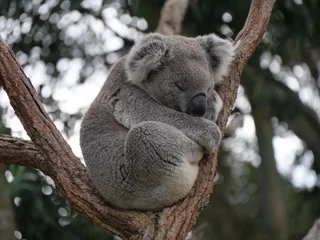 Fotobehang Koala koala bear sleeping on tree  © LorisCastaing