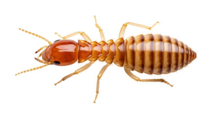 Isolated Termite
