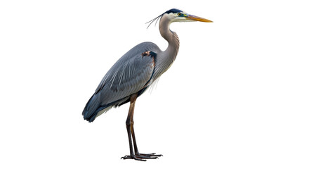 Isolated Heron Standing