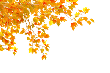 autumn leaves background in corner on transparent