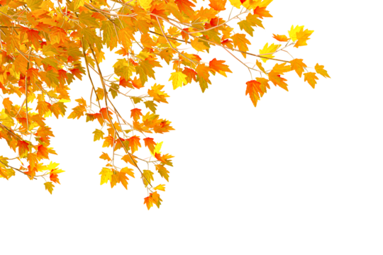 autumn leaves background in corner on transparent