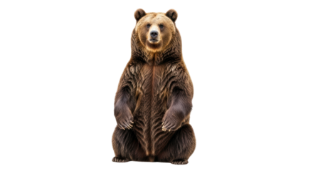 Isolated Bear Standing