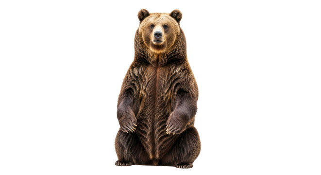 Isolated Bear Standing