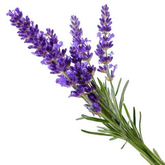 Obraz premium Lavender stem long, isolated on white and transparent background.